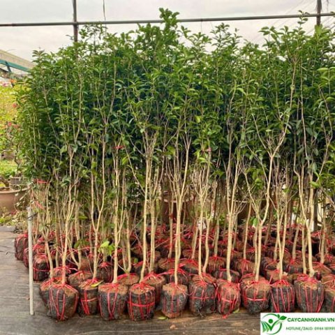 Cây Mộc hương giống